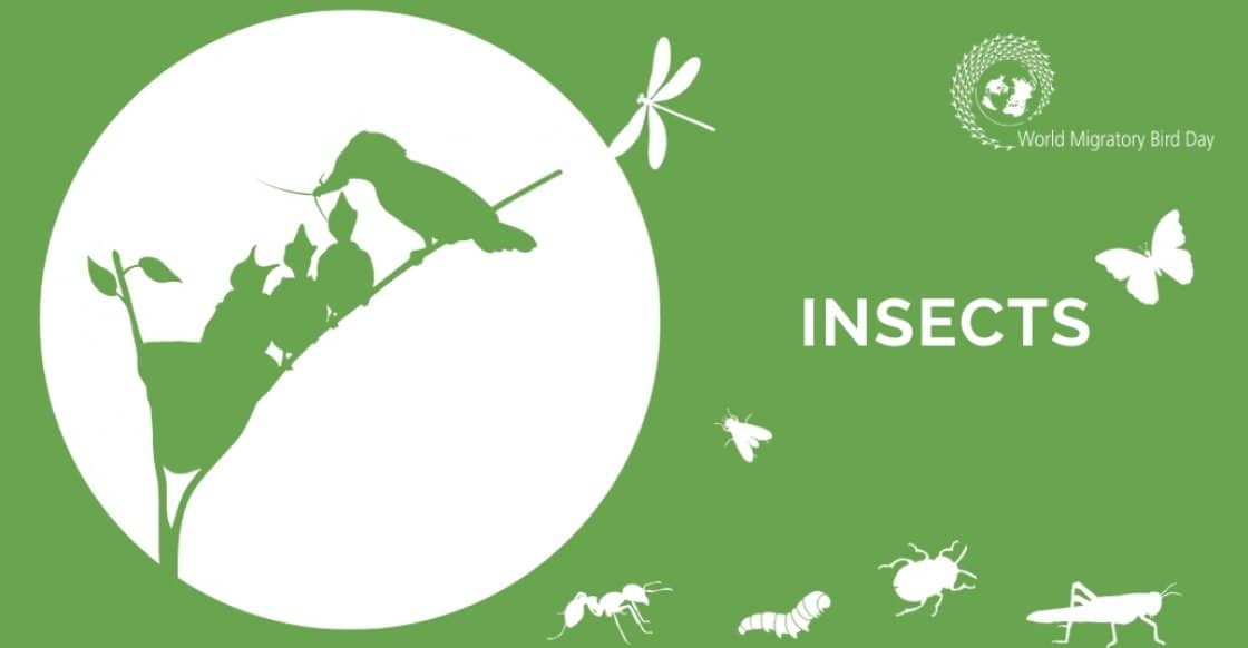 World Migratory Bird Day! 2 Worldmigratorybirdposter24