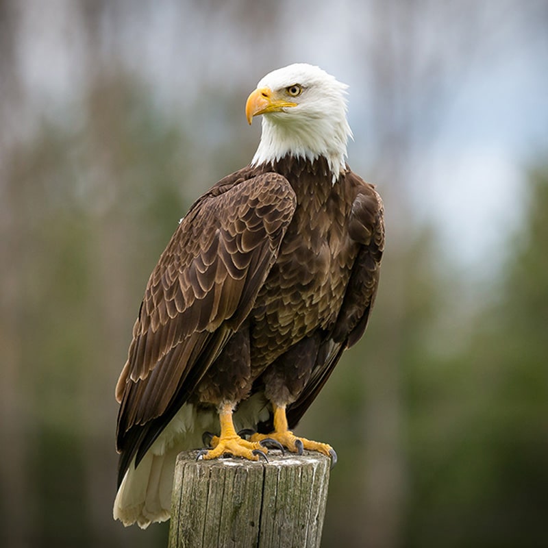 Bald-Eagle-Alma Bald Eagle Alma