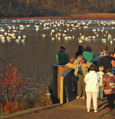 Swans-Fall2 Swans Fall2