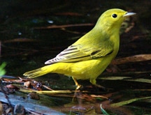 Yellowwarbler Yellowwarbler